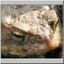 Bufo bufo - Erdkroete 06.jpg